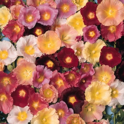 Picture of Hollyhock - Ficifolia Happy Lights Mixed